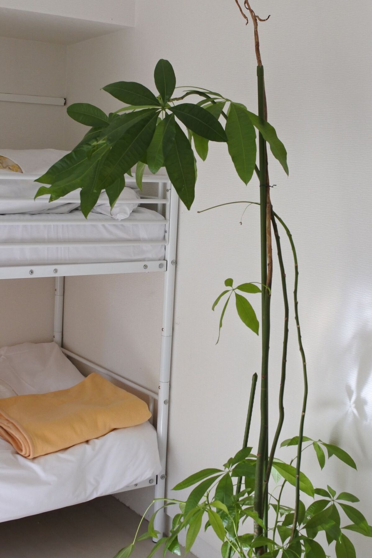 Kagoshima Guest House M104 - Hostel Exterior foto